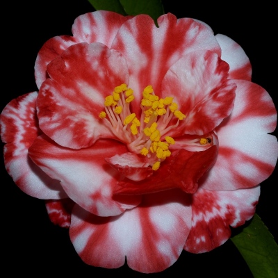 Shirley Meneice Variegated